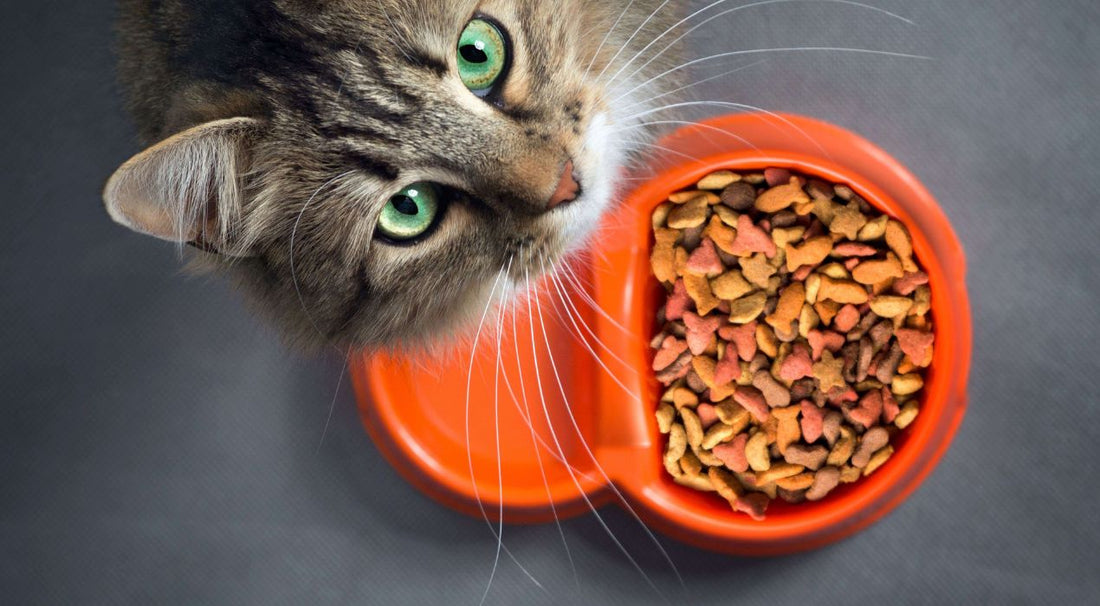 دراي فود قطط
