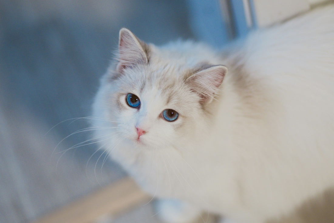 كيفية تدريب القطط على السلوكيات المرغوبة