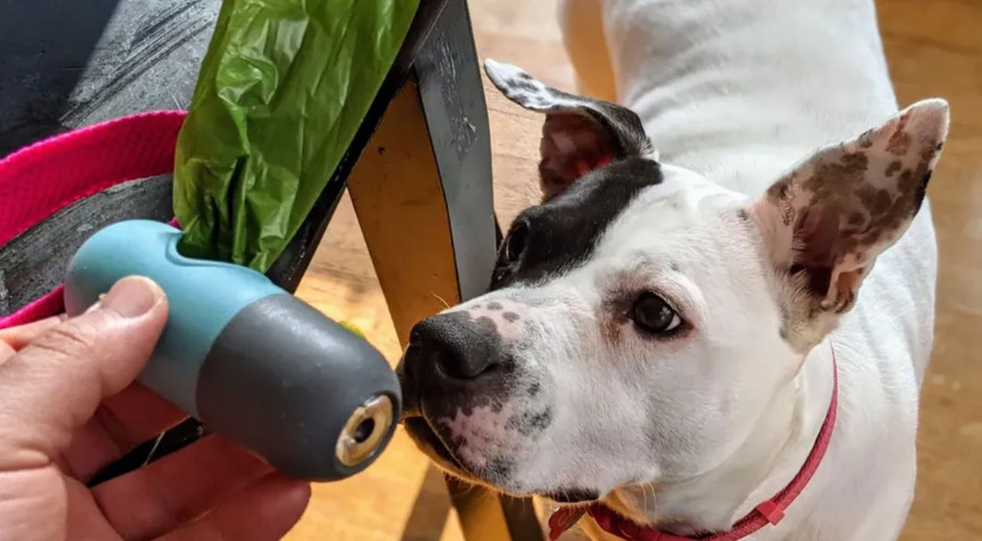 مستلزمات الكلاب الأساسية