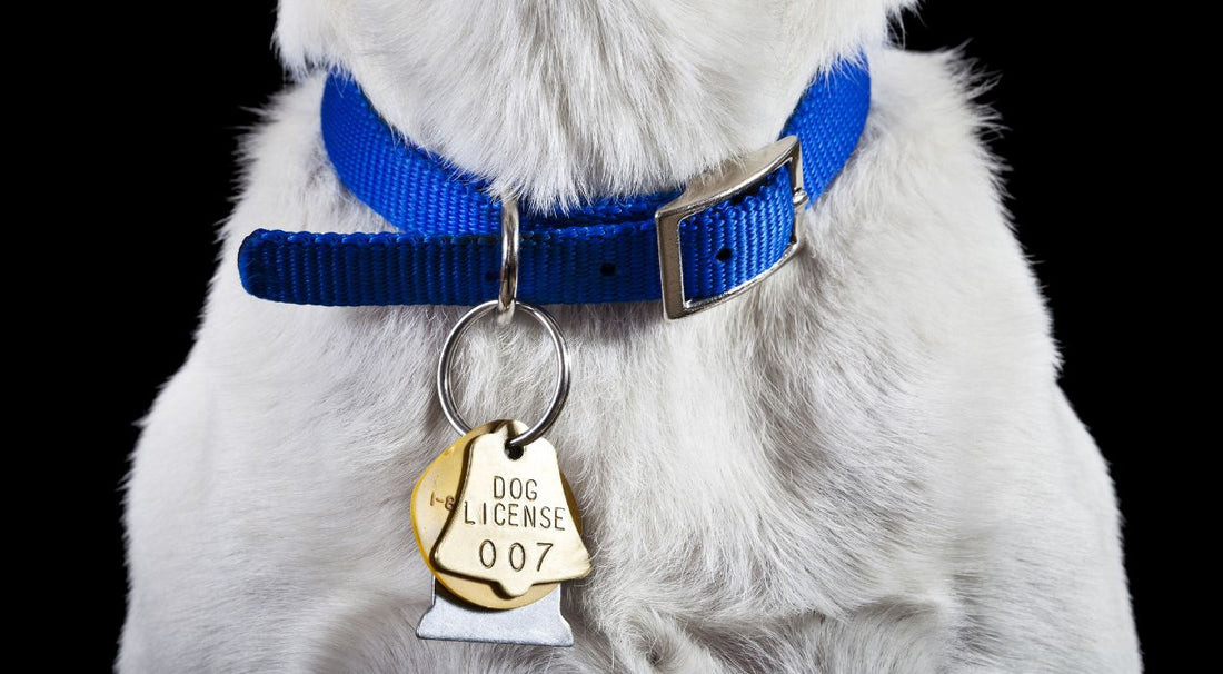 أشكال طوق كلاب