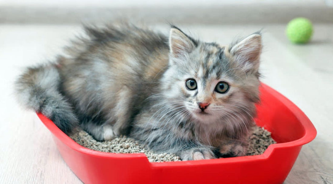 رمل القطط الكربوني