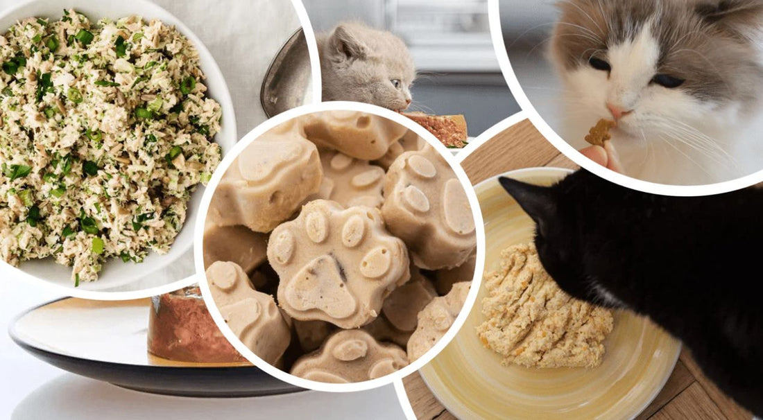 كيفية عمل دراي فود للقطط في المنزل 