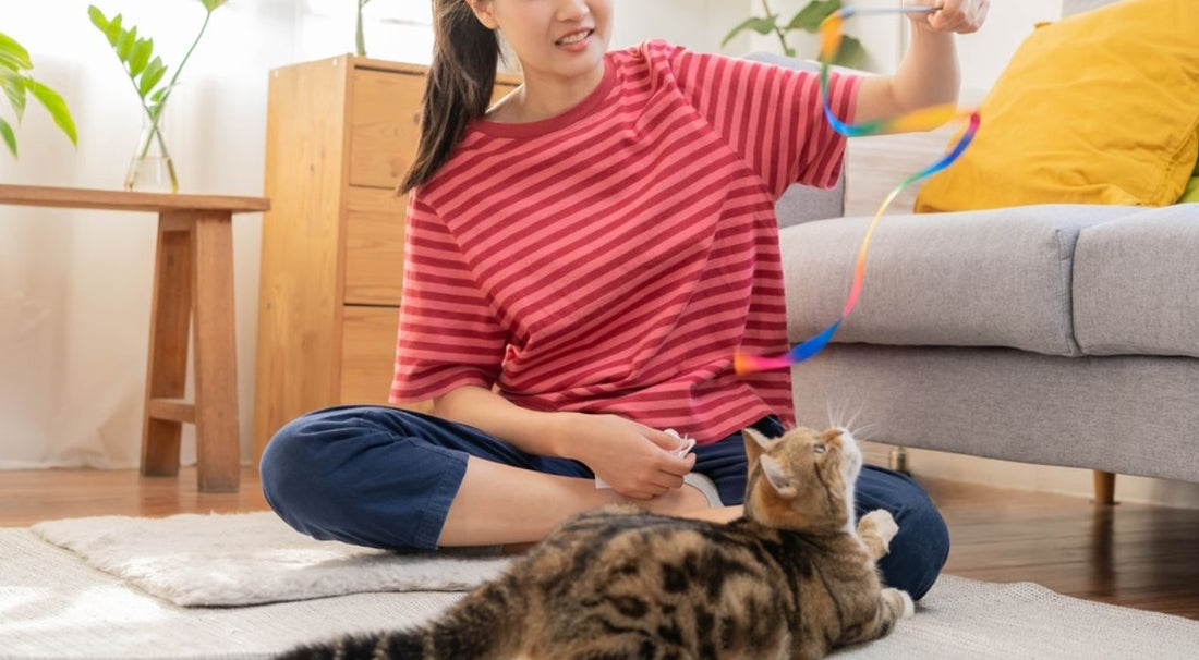 العاب قطط تفاعلية