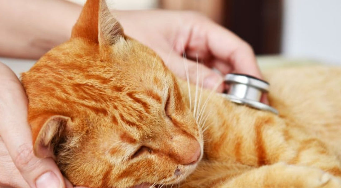 الأمراض الشائعة لدى القطط