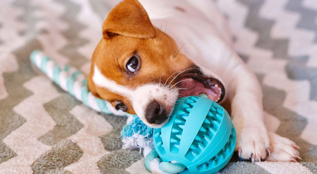 عضاضة للكلاب