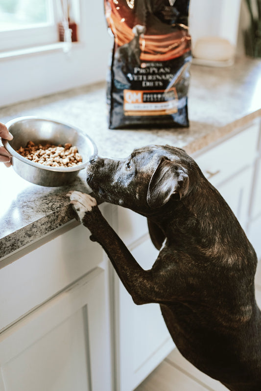 دليلك الشامل لاختيار أفضل treats للكلاب
