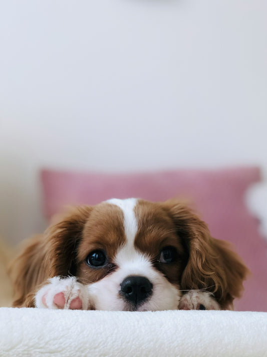 اختيار كلب مناسب لنمط حياتك